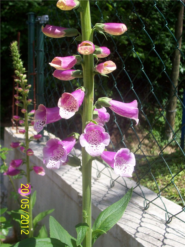 Digitalis